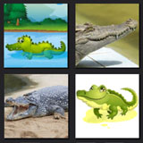  Alligator 