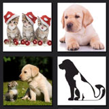  Cats & Dogs 