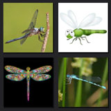  Dragonfly 