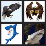  Eagle Vs Shark 