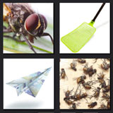  Flypaper 
