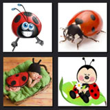  Lady Bugs 