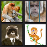  Monkeys 