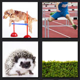  Over The Hedge 