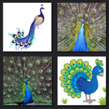  Peacock 