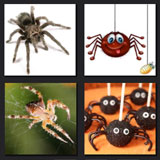  Spider 