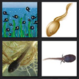  Tadpole 