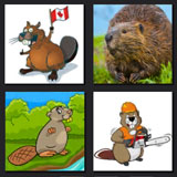  The Beaver 