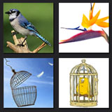  The Birdcage 