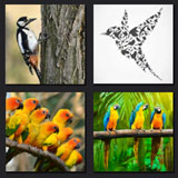  The Birds 
