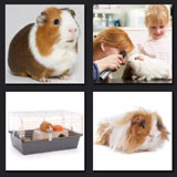  The Guinea Pig 