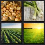  The Onion Field 