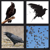  The Raven 