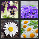  Violet & Daisy 