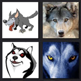  Wolf 